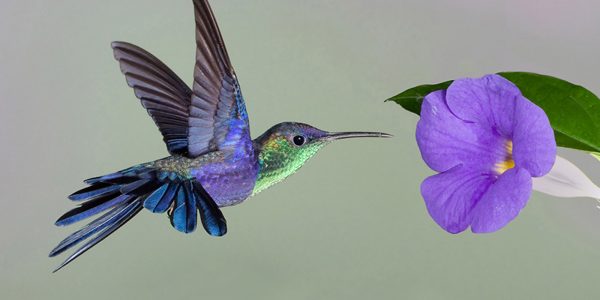Bird and flower